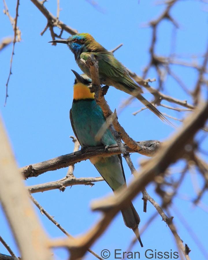 Jordan Valley Birding Lodge Kefar Ruppin Bagian luar foto