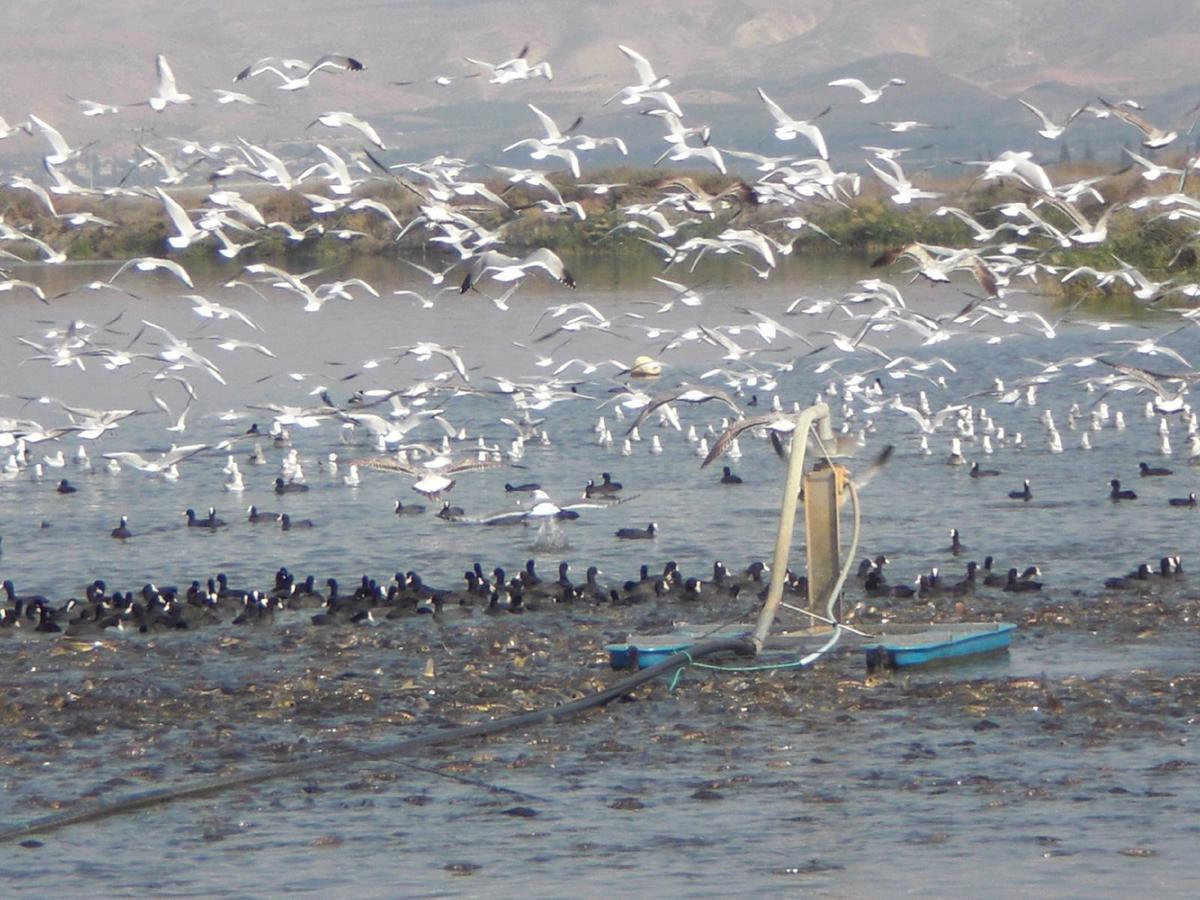 Jordan Valley Birding Lodge Kefar Ruppin Bagian luar foto