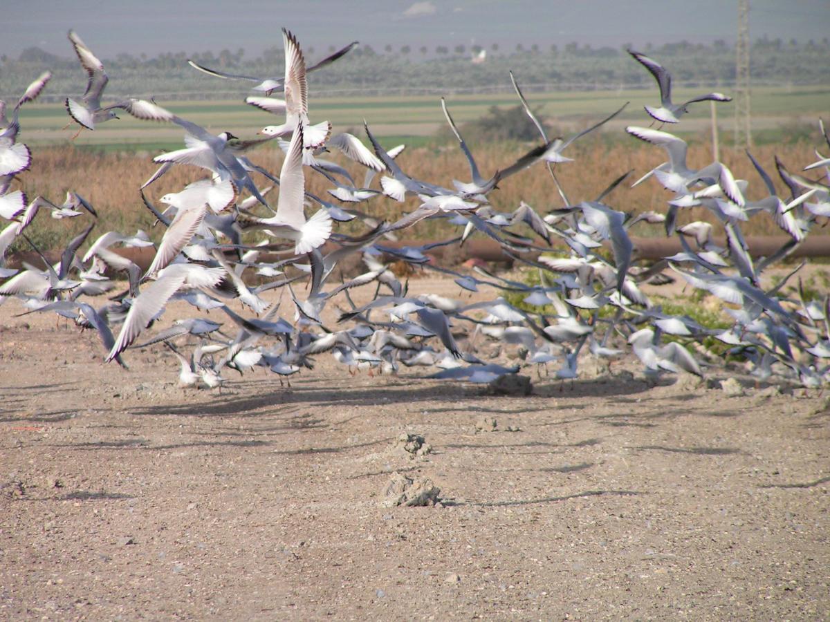 Jordan Valley Birding Lodge Kefar Ruppin Bagian luar foto
